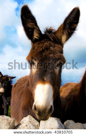group of donkeys near the wall of stones with grass and sky background