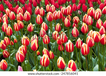 red and yellow Tulips in Keukenhof Flower Garden, cool spring day, Netherlands