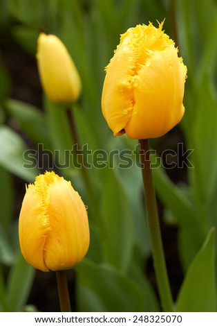 yellow Tulips in Keukenhof Flower Garden, cool spring day, Netherlands