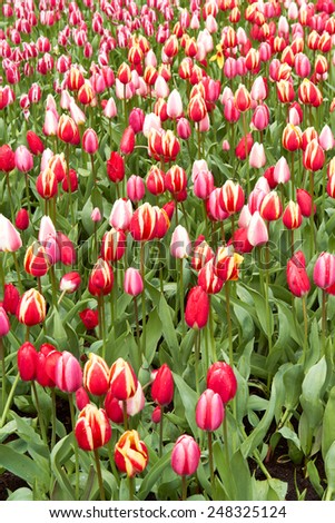 Red and pink Tulips in Keukenhof Flower Garden, cool spring day, Netherlands