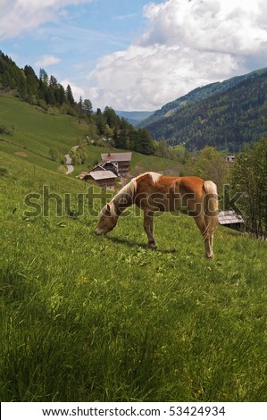 Beautiful Haflinger horse free in the Alpes meadow. Ausria