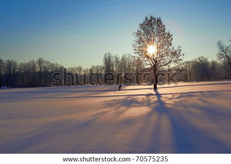 A tree in the middle of vacant land in winter time