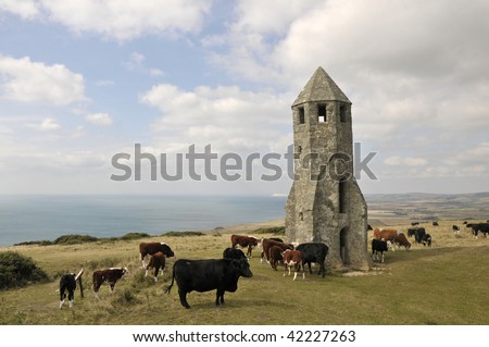 Cattle by St Catherine\'s Oratory, Isle of Wight