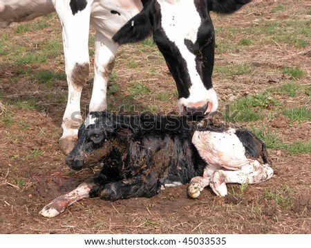 new born calves