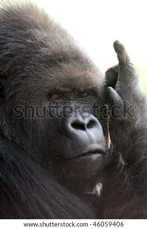 Gorilla scratching face