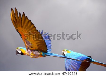 A pair of macaws in flight