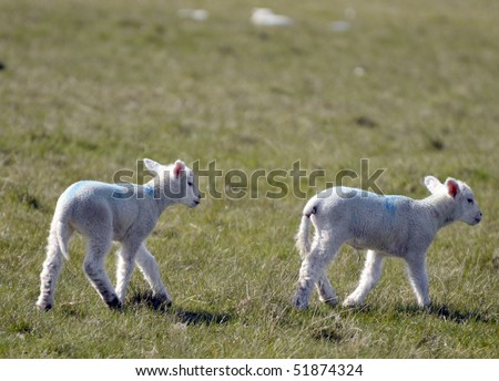 Lambs near Beachy Head, Sussex
