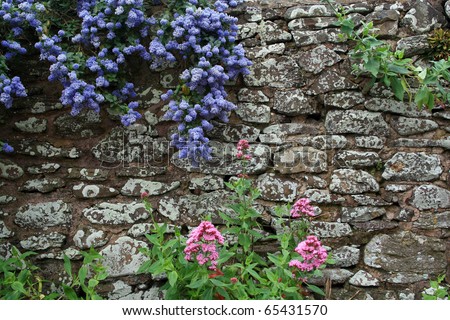 Flowers growing on a wall in Exmoor