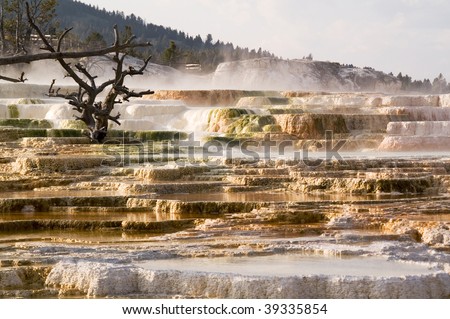 Yellowstone, Mammoth hot springs Terraces