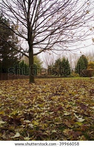 autumn in the backyard, carpet of leaves