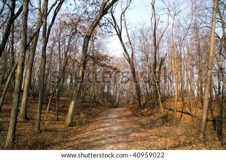Forest in late fall in a quiet sunny day