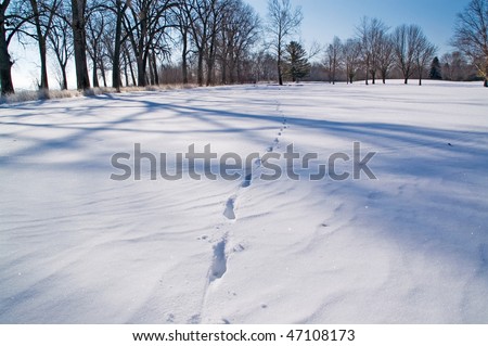 A sunny winter day in the park, footsteps in the snow