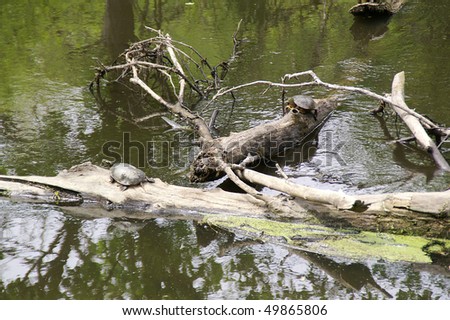 Young turtles standing on logs in the early spring