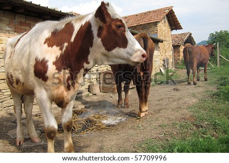 Cows standing by the farm wall and nearby smoking straw