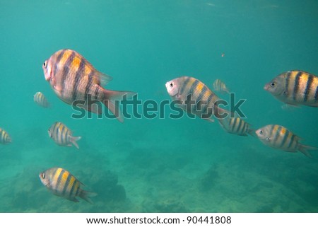 Colorful tropical fish swimming in the Caribbean Sea