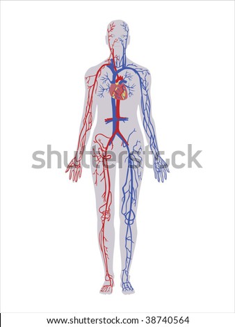 arteries and veins of neck. veins and arteries of neck. system veins and arteries.