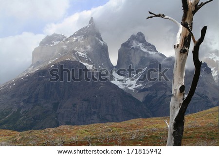 Cuernos del Paine twin peaks behind a white tree