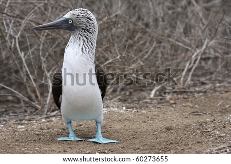 Single Blue Footed Booby