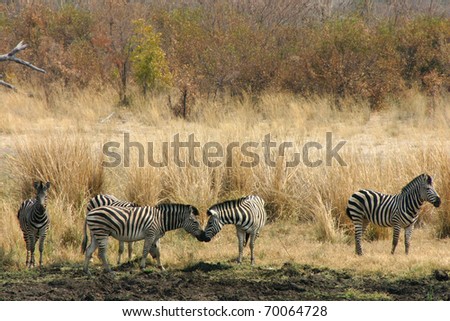 Kissing Zebras