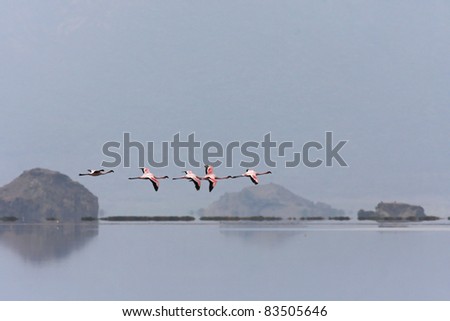 Flamingos flight