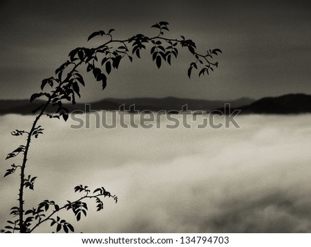 Autumn foggy landscape, dog rose branch, morning after rainy night.