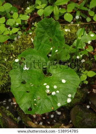 Big wet green leaves with small white leaves from cherry blossoms. Fresh green color.