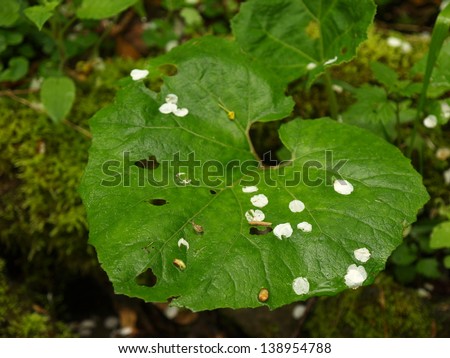 Big wet green leaves with small white leaves from cherry blossoms. Fresh green color.