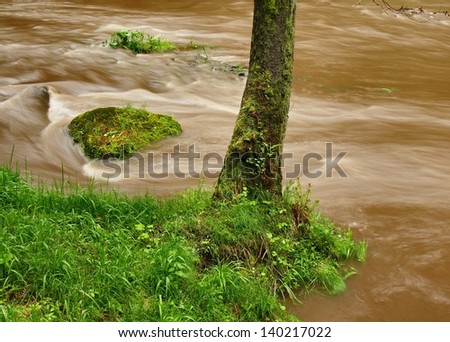 River bank under trees at mountain river with high level close to flood. Fresh spring air in the evening after rainy day.
