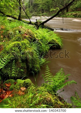 River bank under trees at mountain river with high level close to flood. Fresh spring air in the evening after rainy day, mossy boulders, rain drops on light green fern.