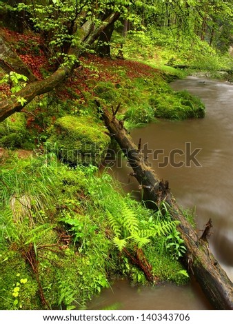 River bank under trees at mountain river with high level close to flood. Fresh spring air in the evening after rainy day, mossy boulders, rain drops on light green fern.