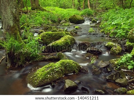 River bank under trees at mountain river with high level close to flood. Fresh spring air in the evening after rainy day, deep green color of fern and moss