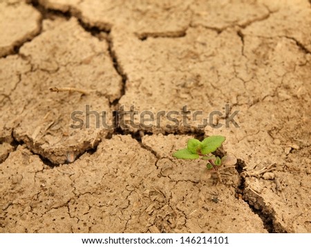 Dry ground of cracked clay with last green flower.