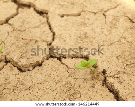 Dry ground of cracked clay with last green flower.