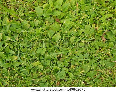 Fresh green leaves of cut grass as textura.