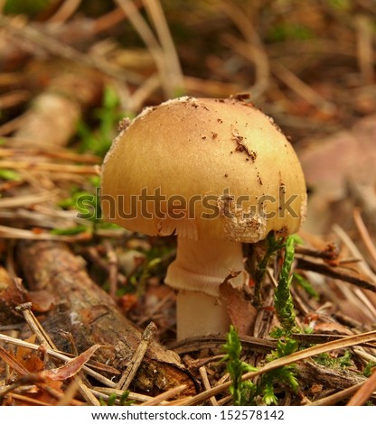 Fresh brown white mushroom hidden in old moss and dry needles, closeup view.