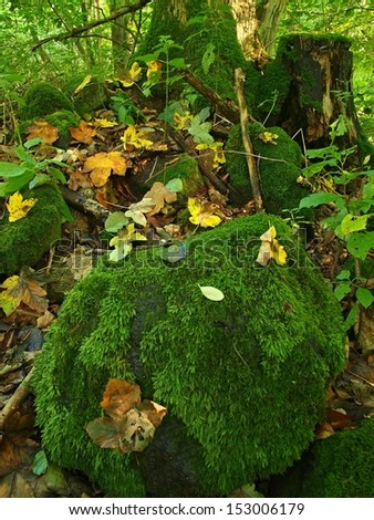 Basalt mossy boulder in leaves forest covered with first colorful leaves from maple tree, ash tree and aspen tree.