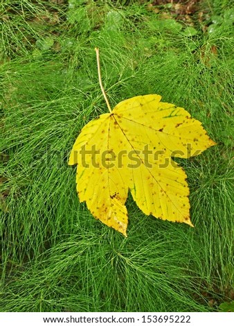 Bright yellow maple leaf fell down on fresh green stems of horsetail.