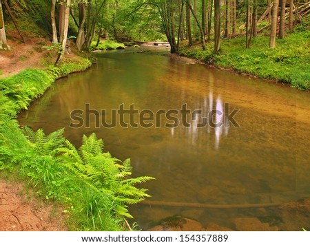 View into deep sandstone gulch with clear water of mountain river. Clear blurred water with reflections. Valley covered beeches and maple trees with first colorful leaves, fresh green fern.