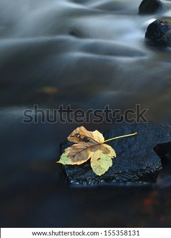 The Colorful Broken Leaf From Maple Tree On Basalt Stones In Blurred Water Of Mountain River.