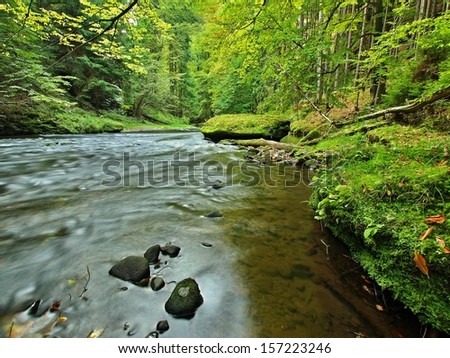 Mountain river with low level of water, gravel with first colorful leaves. Mossy rocks and boulders on river bank, green fern, fresh green leaves on trees.