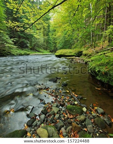 Gravel on river bank of mountain river covered by first colorful beech leaves. Fresh green leaves on branches above water make green reflection in level.