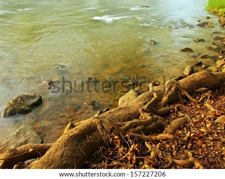 Old tree roots at river bank, dry colorful leaves on ground, stones in water.