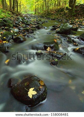 The colorful broken leaf from maple tree on basalt stones in blurred water of mountain river.