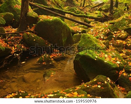 View into deep valley of mountain river with low level of water, gravel with colorful beech, aspen and maple leaves. Fresh green mossy stones and boulders on river bank after rainy day.