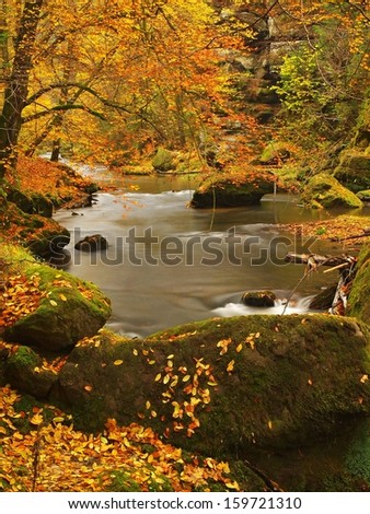 Autumn mountain river with low level of water, fresh green mossy stones and boulders on river bank covered with colorful leaves from maples, beeches or aspens tree, reflections on wet leaves.