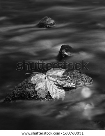 The fallen broken leaf from maple tree on basalt stones in blurred water of mountain river.