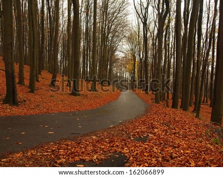 Path leading among the beech trees in late autumn forest surrounded by fog. Rainy day.
