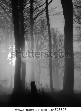 The autumn sunrise in beech forest. Fog between naked beech trees without leaves. Black and white photo.