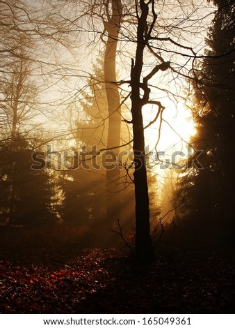 The autumn misty daybreak in beech forest. Fog between naked beech trees without leaves, sun rays between branches.