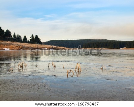 Winter view over lake with thin blue ice to opposite bank. Dry old stalks of grass and reeds on the bank, dark blue and green needles tree, naked leaves tree.